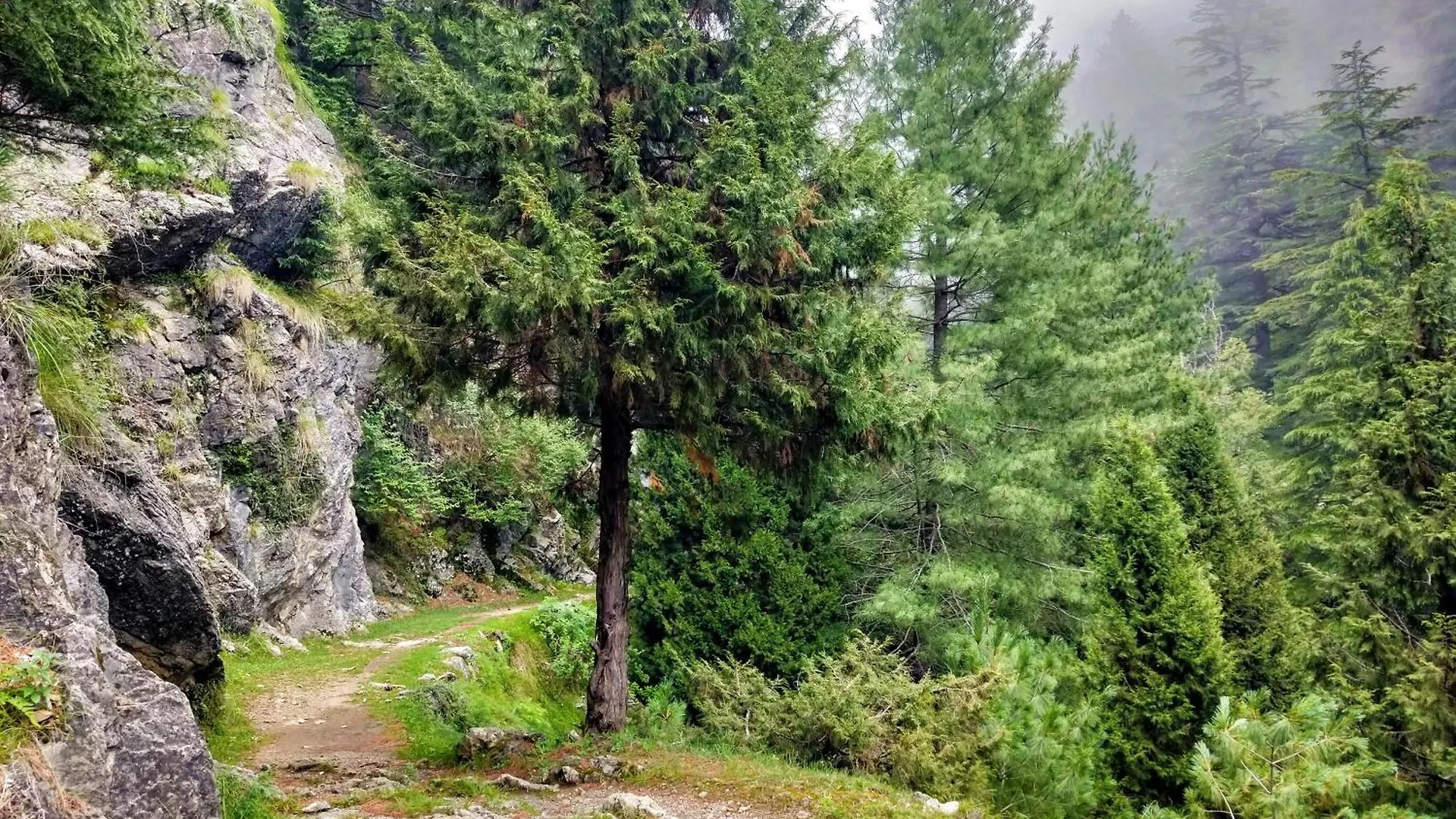 Neha Homestay Shimla